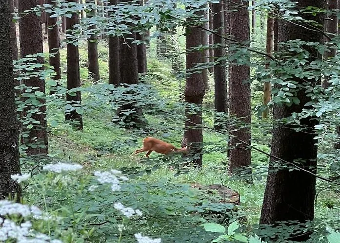 Pod Lysou Horská chata *