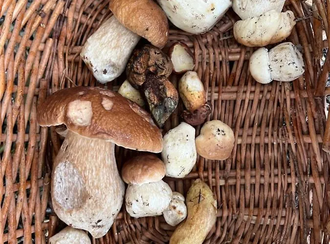 Pod Lysou Alpstuga *